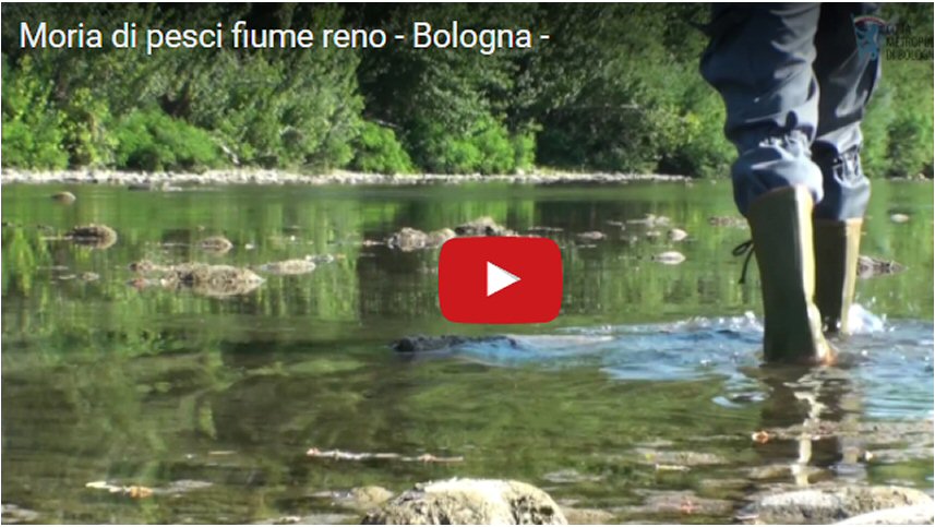 Moria di pesci nel fiume Reno - Bologna