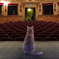 Teatro storico comunale di San Giovanni in Persiceto: fra i suoi tanti ammiratori anche il famoso gatto rosso Gino
